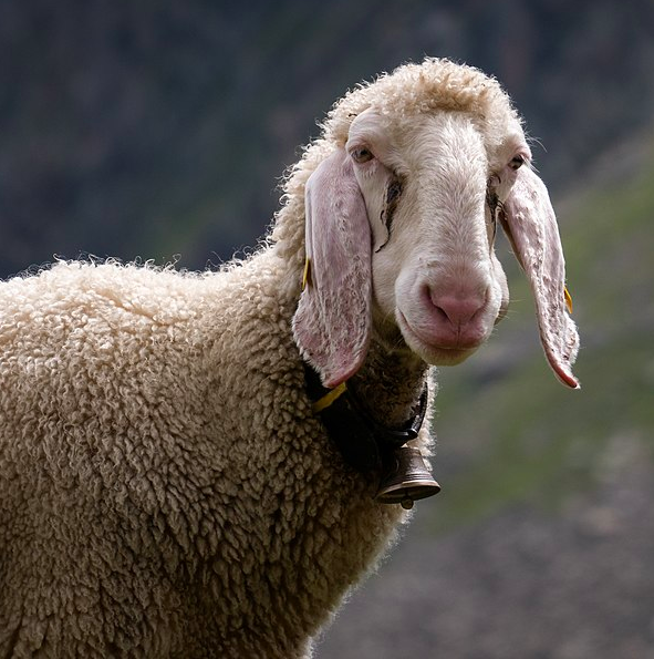A long-eared sheep with a bell around its neck gazes steadily, pensively into the camera.